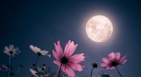 Im Mai erstrahlt der Vollmond als Flower Moon am Nachthimmel.