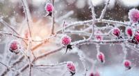 Welches Wetter prophezeit der Hundertjährige Kalender für Januar 2016?
