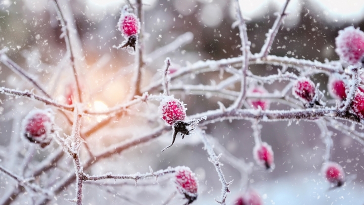 Welches Wetter prophezeit der Hundertjährige Kalender für Januar 2016?