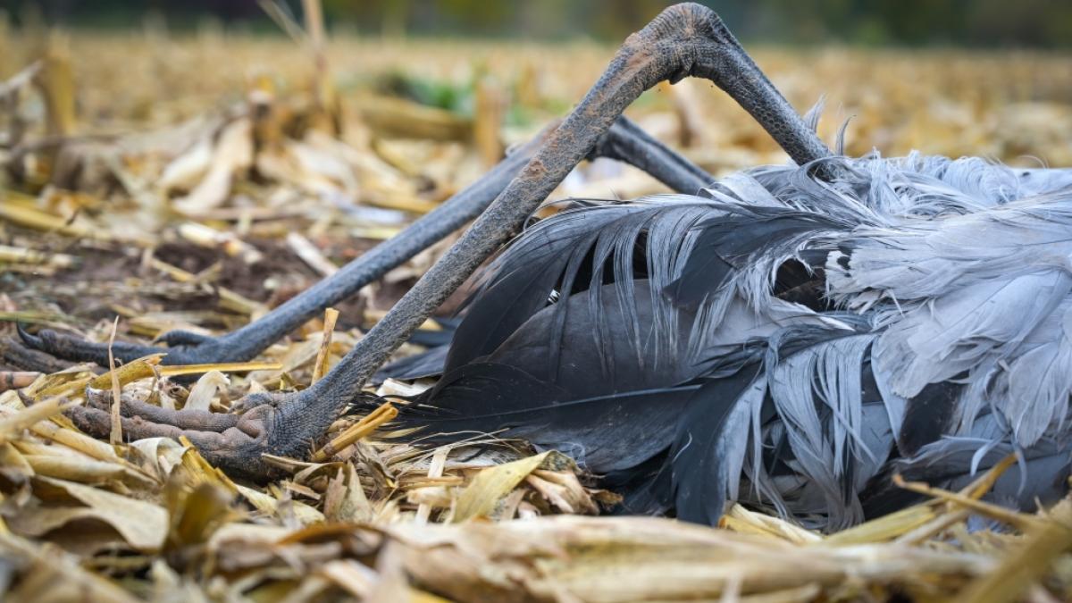 In den USA ist bei einem Patienten eine Infektion mit dem Vogelgrippe-Erreger H5N5 nachgewiesen worden. (Foto)