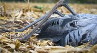 In den USA ist bei einem Patienten eine Infektion mit dem Vogelgrippe-Erreger H5N5 nachgewiesen worden.