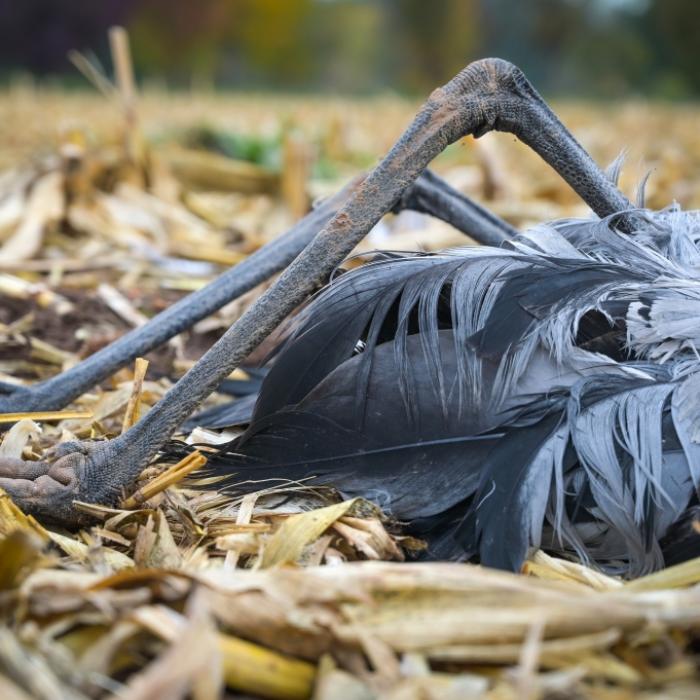 Neuer Vogelgrippe-Subtyp erstmals beim Menschen nachgewiesen