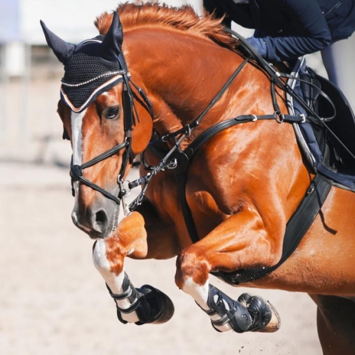 Unfall-Drama! Pferd stürzt auf Kopf von Nachwuchs-Reitstar (15)