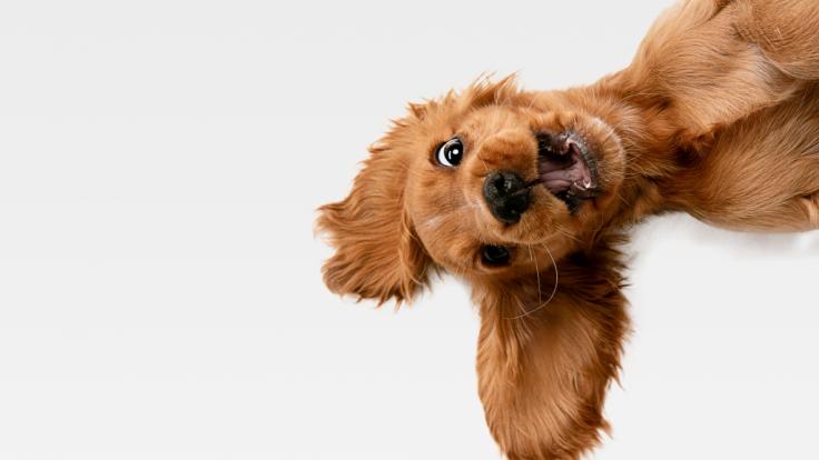 Da wird der Hund in der Pfanne verrückt! So manche Tier-Nachricht brachte uns 2019 zum Schmunzeln.