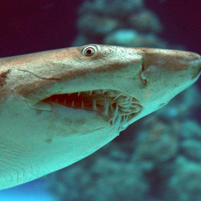 Meeres-Bestie reißt Angler ins Wasser und zerfleischt ihn