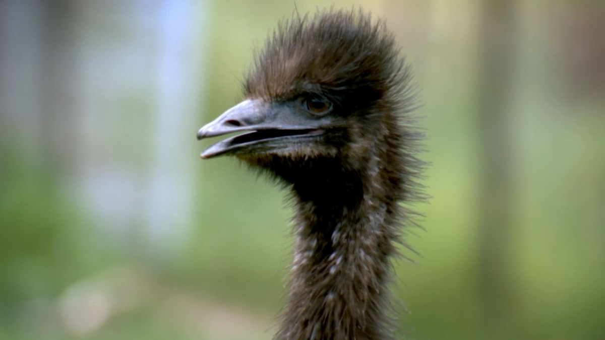 Beeindruckende Tierwelt bei 3sat (Foto)