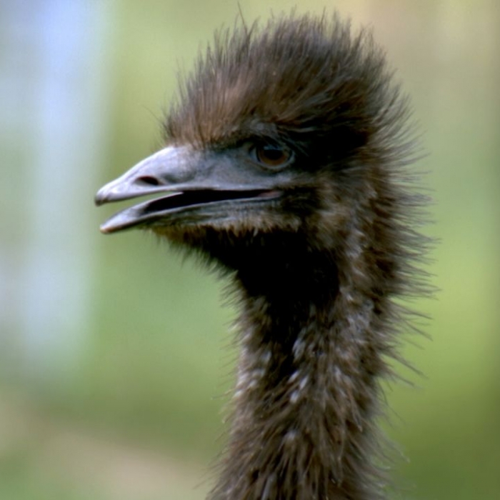 Wiederholung der Tierreihe im TV und online