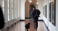 Barack Obama trauert um seinen toten Hund Bo.