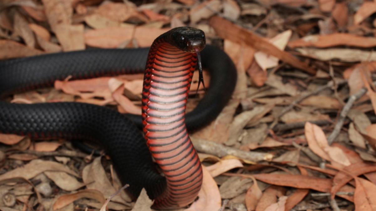 In Australien hatte eine Jugendliche eine eher ungew&ouml;hnliche Begegnung mit einer Giftschlange. (Foto)