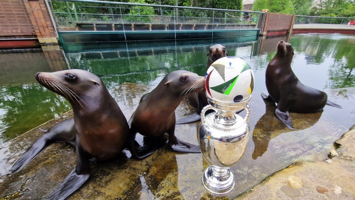 Im Leipziger Zoo werden die Seel&ouml;wen als EM-Orakel eingesetzt. (Foto)