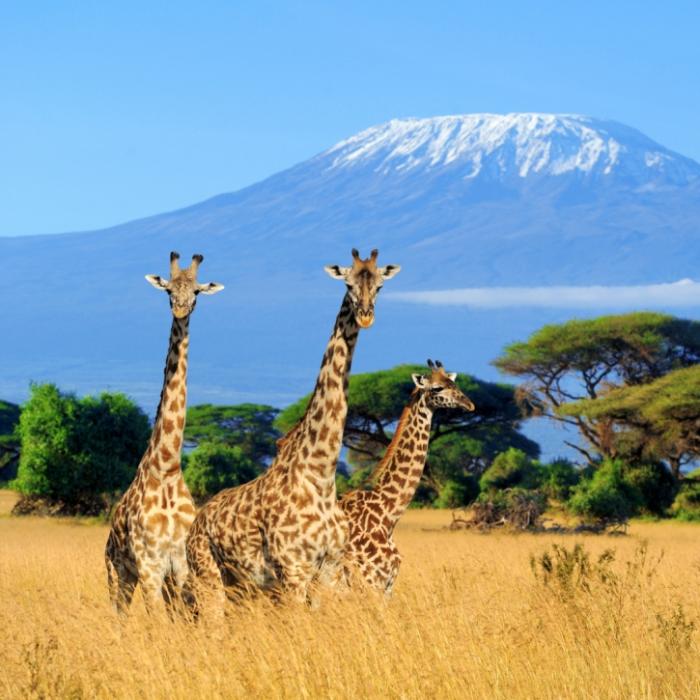 Giraffen verheddern sich in Stromleitung - sterben qualvoll