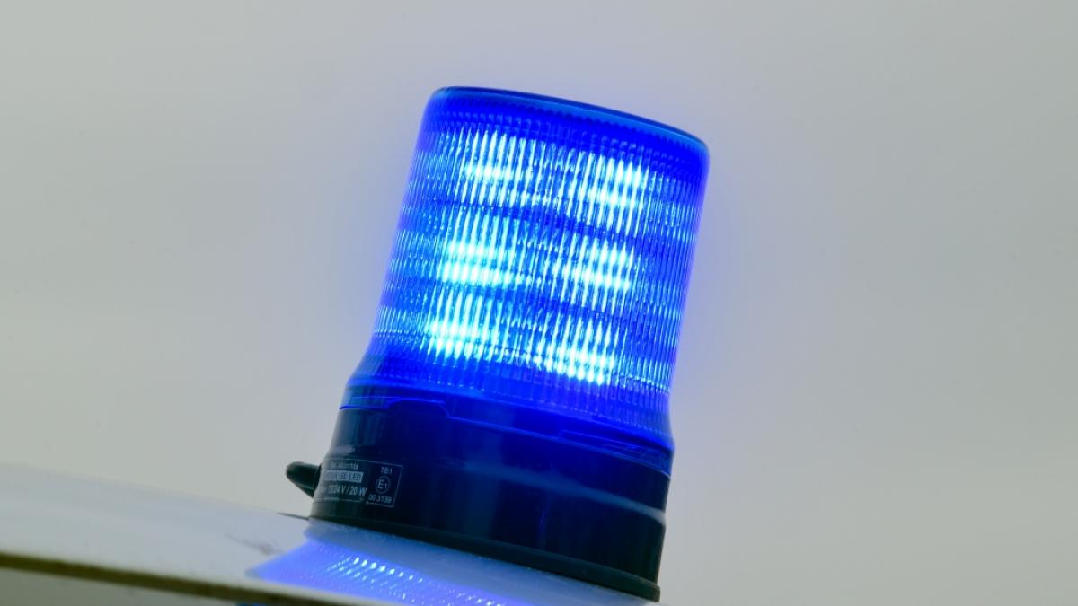 Eine Giftspinne h&auml;lt einen ganzen Ort in Atem. (Foto)