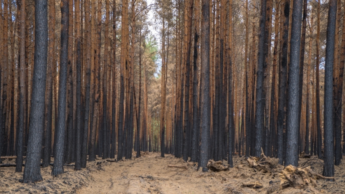 Die Waldbrandgefahr ist aktuell in vielen Teilen Deutschlands erh&ouml;ht. (Foto)
