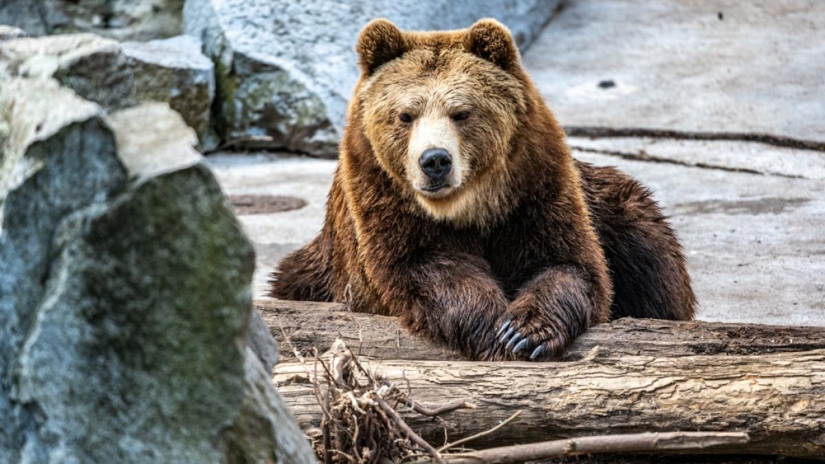 Ein kleines M&auml;dchen ist in einem usbekischen Zoo in ein B&auml;rengehege geworfen worden - von seiner eigenen Mutter, die nun wegen versuchten Mordes angeklagt wird (Symbolbild). (Foto)