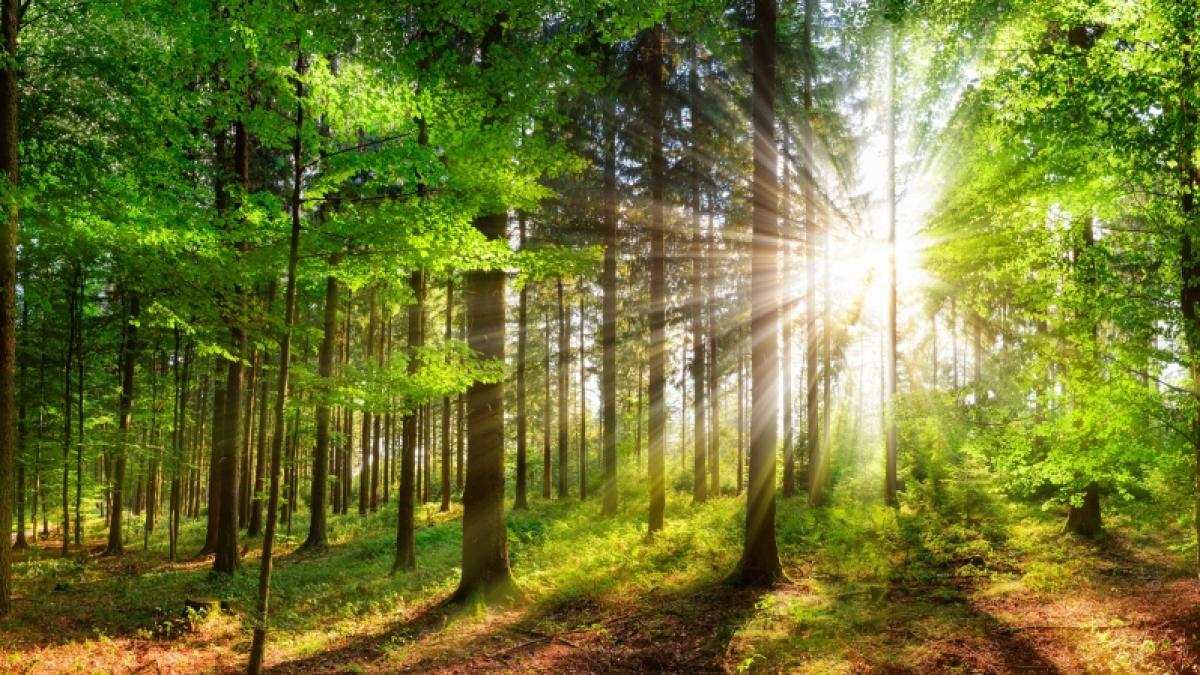 Therapie und pers&ouml;nliche Entwicklung: Beim Waldcoaching finden Menschen zu sich selbst. (Foto)
