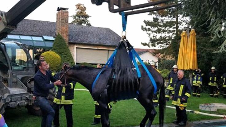 Mit einem Telelader hievt die Feuerwehr ein Pferd aus einem Pool. Das Pferd war in den privaten Pool gestürzt