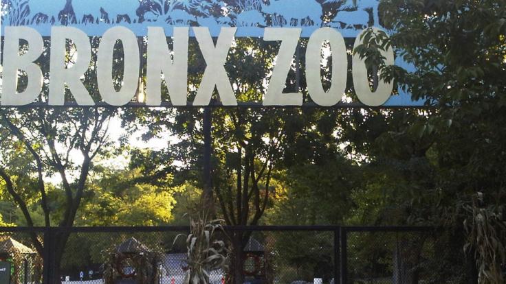 Im Bronx Zoo in New York ist das Coronavirus bei einem Tiger nachgewiesen worden.