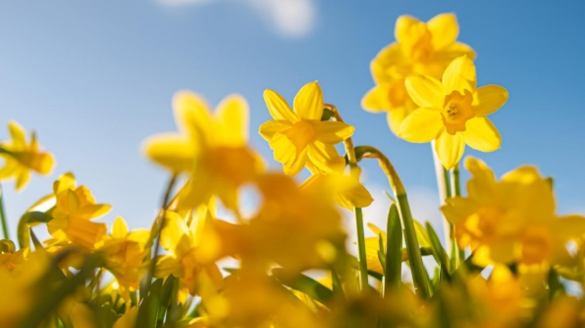 Kurz vor Ostern klettern die Temperaturen teilweise &uuml;ber 25 Grad. (Foto)