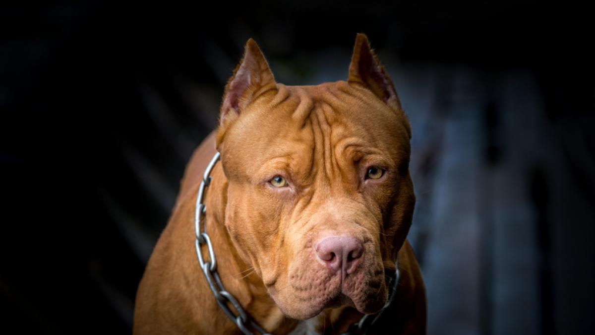 In Italien haben zwei Pitbulls ein Kleinkind zu Tode gebissen. (Foto)