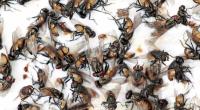 Ist ein Bauer schuld an der Fliegen-Invasion in Russland?