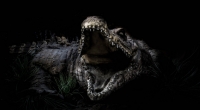 Ein Krokodil hat ein Baby in Borneo verschlungen.