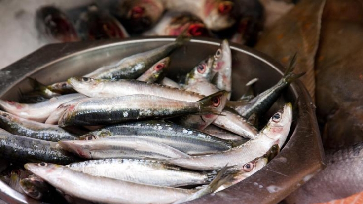 Fettreiche Fischsorten wie Makrele, Lachs oder Hering sind perfekte Lieferanten von Vitamin D.