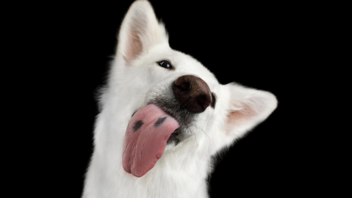 Dass er von seinem Hund abgeschleckt wurde, kostete einen 63 Jahre alten Mann das Leben (Symbolfoto). (Foto)