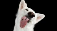 Dass er von seinem Hund abgeschleckt wurde, kostete einen 63 Jahre alten Mann das Leben (Symbolfoto).