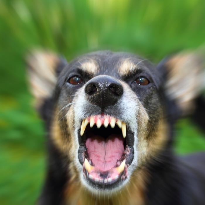 Lippe abgerissen! Aggressiver Hund zerfleischt Autistin (48)