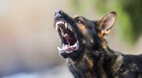 In Parchim wurde ein 18 Monate altes Mädchen von einem Hund schwer verletzt.