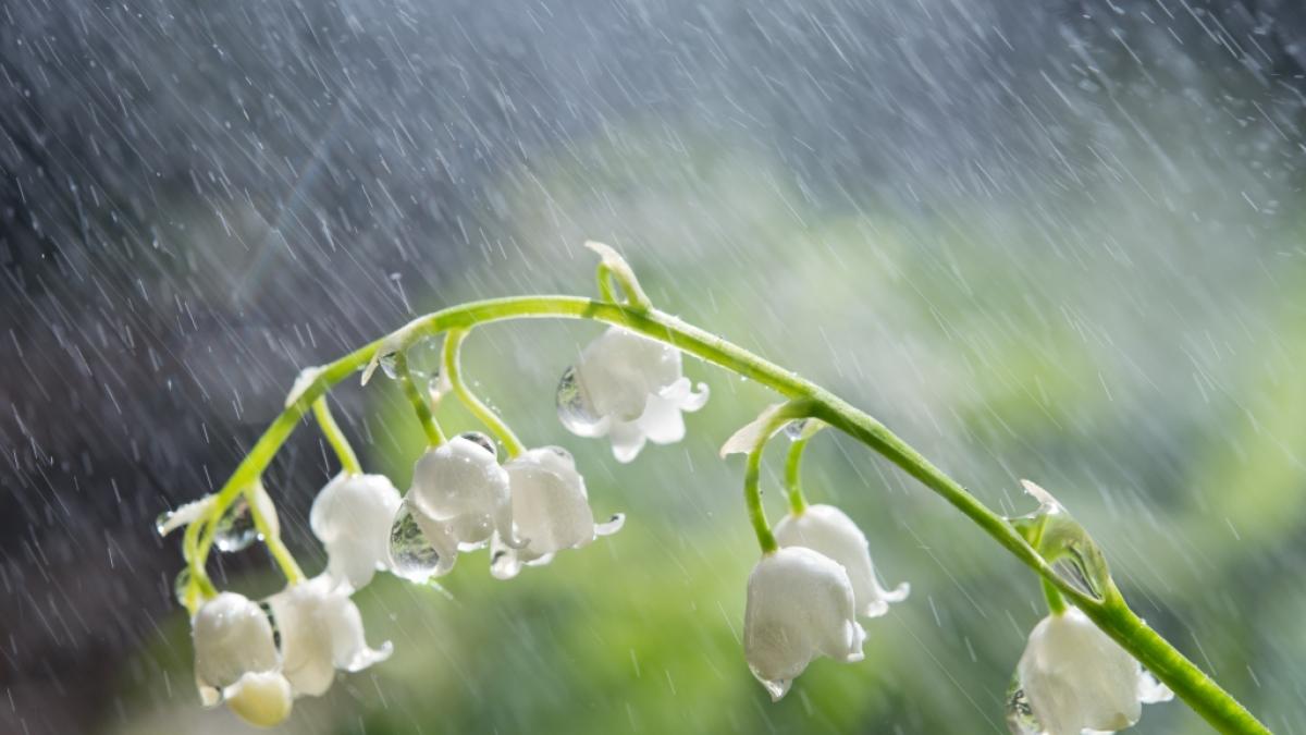 Wie wird das Wetter im Wonnemonat Mai? (Foto)