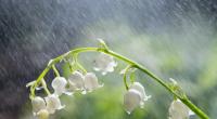 Wie wird das Wetter im Wonnemonat Mai?