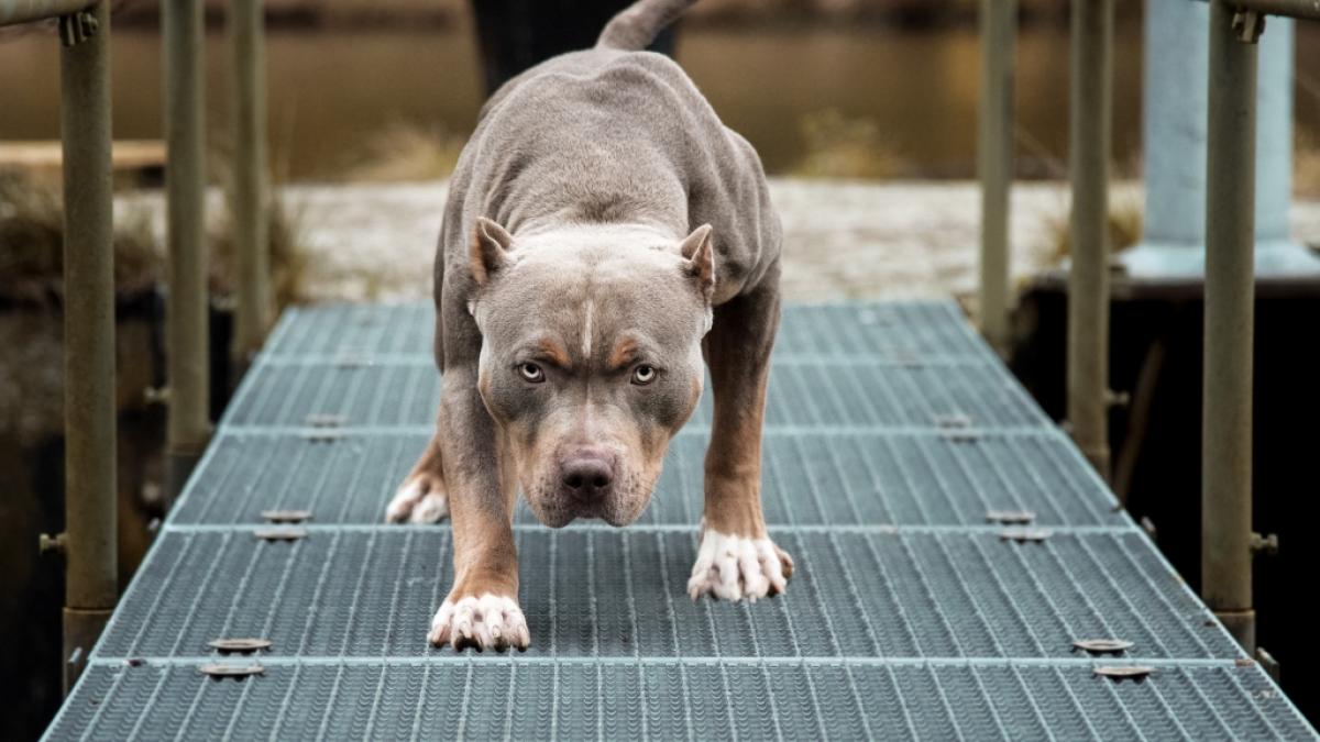 Im US-Bundesstaat Louisiana ist ein 13-monatiges Kind von einem Hund angefallen und t&ouml;dlich verletzt worden (Symbolbild). (Foto)