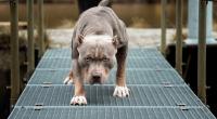 Im US-Bundesstaat Louisiana ist ein 13-monatiges Kind von einem Hund angefallen und tödlich verletzt worden (Symbolbild).