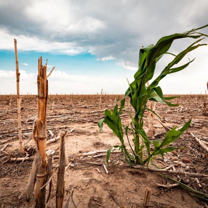 Endlose Hitze-Welle im Sommer? Wetter-Experten sind alarmiert