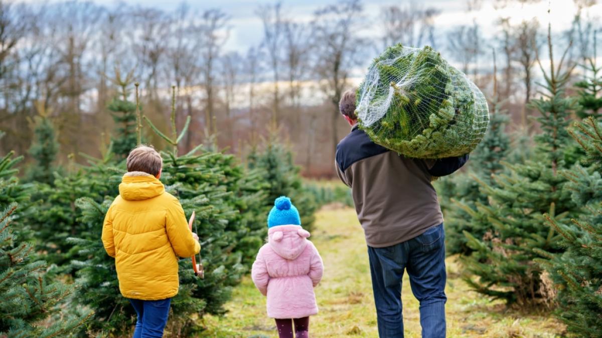 Weihnachtsb&auml;ume sollen in diesem Jahr noch teurer werden. (Foto)