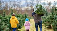 Weihnachtsbäume sollen in diesem Jahr noch teurer werden.