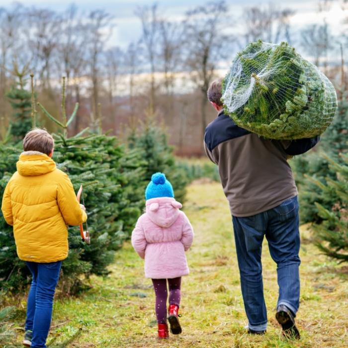 Bis zu 22 Euro pro Meter! So teuer werden Weihnachtsbäume in diesem Jahr