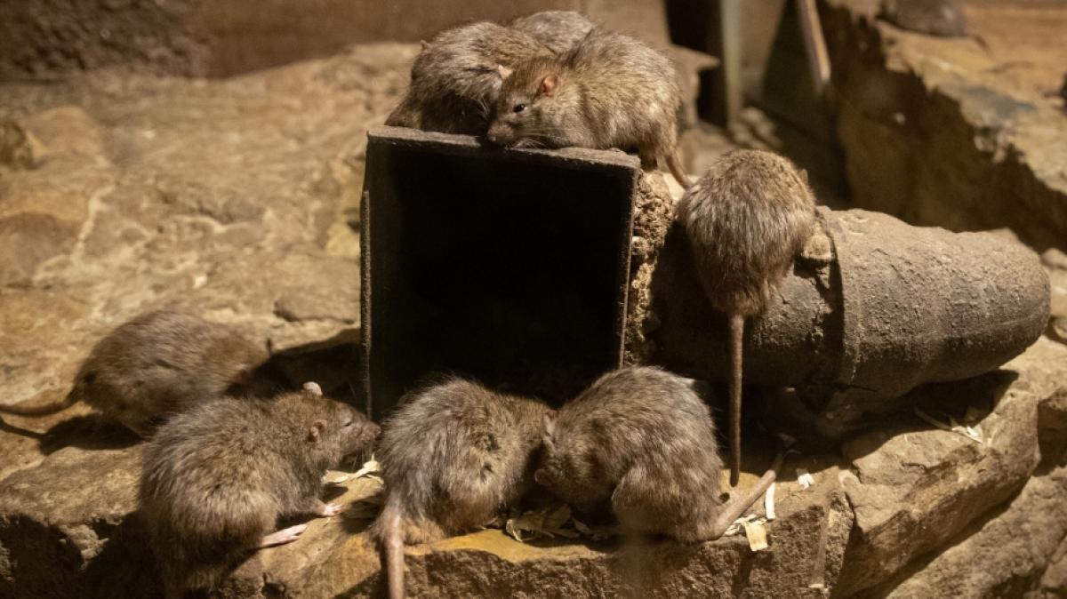 Eine gigantische Ratte hat ein schlafendes Kleinkind angeknabbert. (Foto)