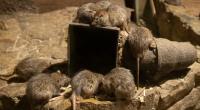 Eine gigantische Ratte hat ein schlafendes Kleinkind angeknabbert.