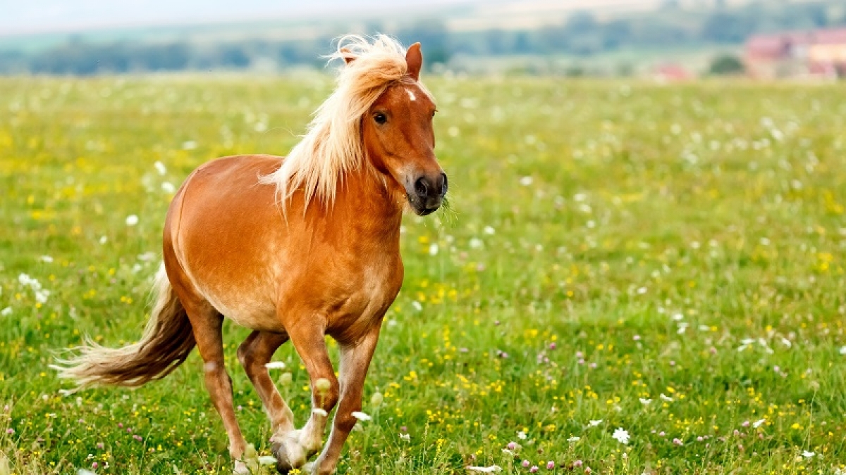Nach einer Pr&uuml;gelattacke fordert ein Sodomist von Ponybesitzern nun ein Schmerzensgeld. (Foto)