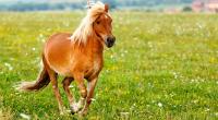 Nach einer Prügelattacke fordert ein Sodomist von Ponybesitzern nun ein Schmerzensgeld.
