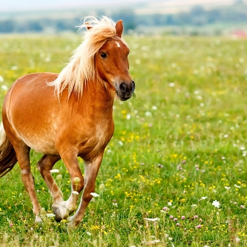 Nach Sex mit Ponystute! Sodomist verlangt Schmerzensgeld