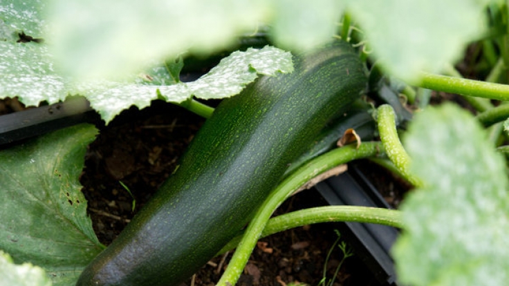 Elke F. aus Schleswig-Holstein lag nach dem Verzehr von einem Stück Zucchini drei Tage lang im Krankenhaus. (Symbolbild)