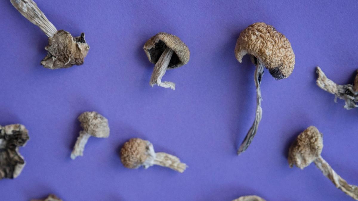 Mehr als nur gef&auml;hrlicher Rausch: Forscher glauben, dass Magic Mushrooms bei psychischen Erkrankungen helfen k&ouml;nnten. (Foto)