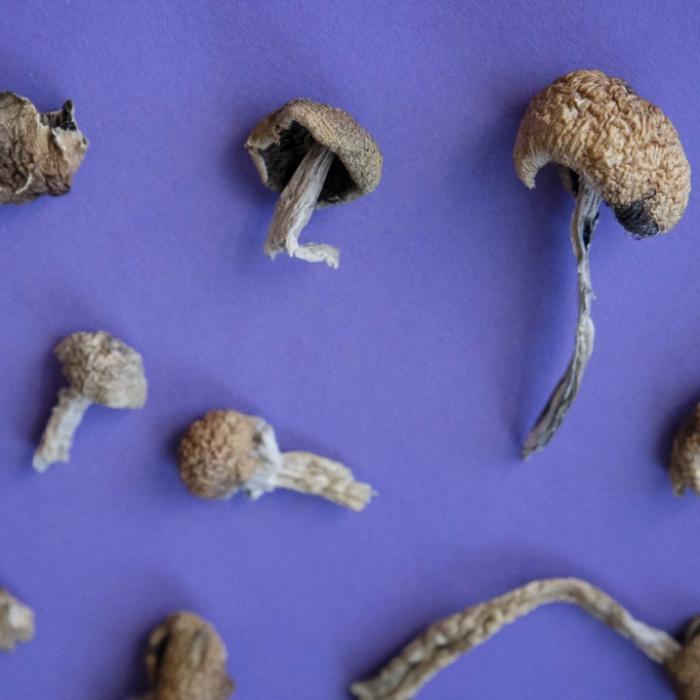 Wundermittel Psilocybin – Rausch-Pilze könnten die Medizin revolutionieren