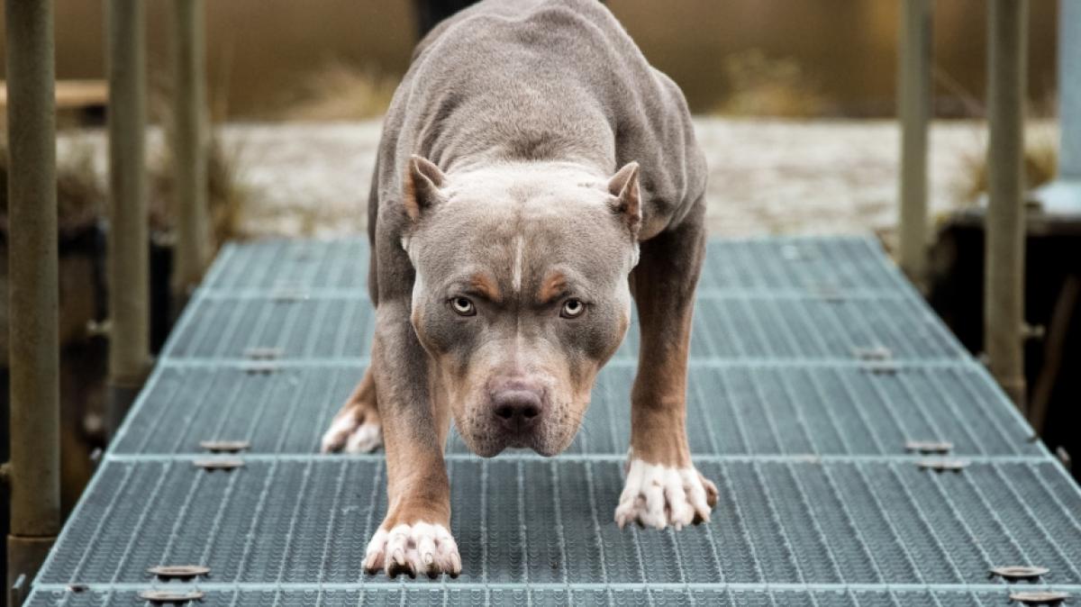 Ein Pitbull hat eine Frau (70) regelrecht verst&uuml;mmelt. (Foto)