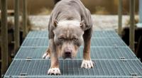 Ein Pitbull hat eine Frau (70) regelrecht verstümmelt.