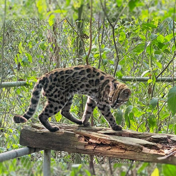 Erstmals seit 100 Jahren - neue Katzenart entdeckt
