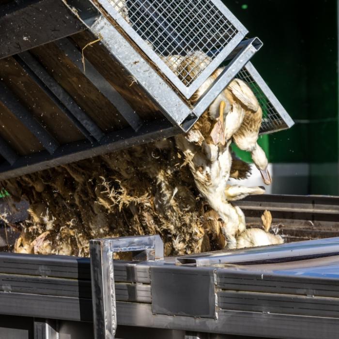 Preise für Eier könnten wegen Vogelgrippe explodieren